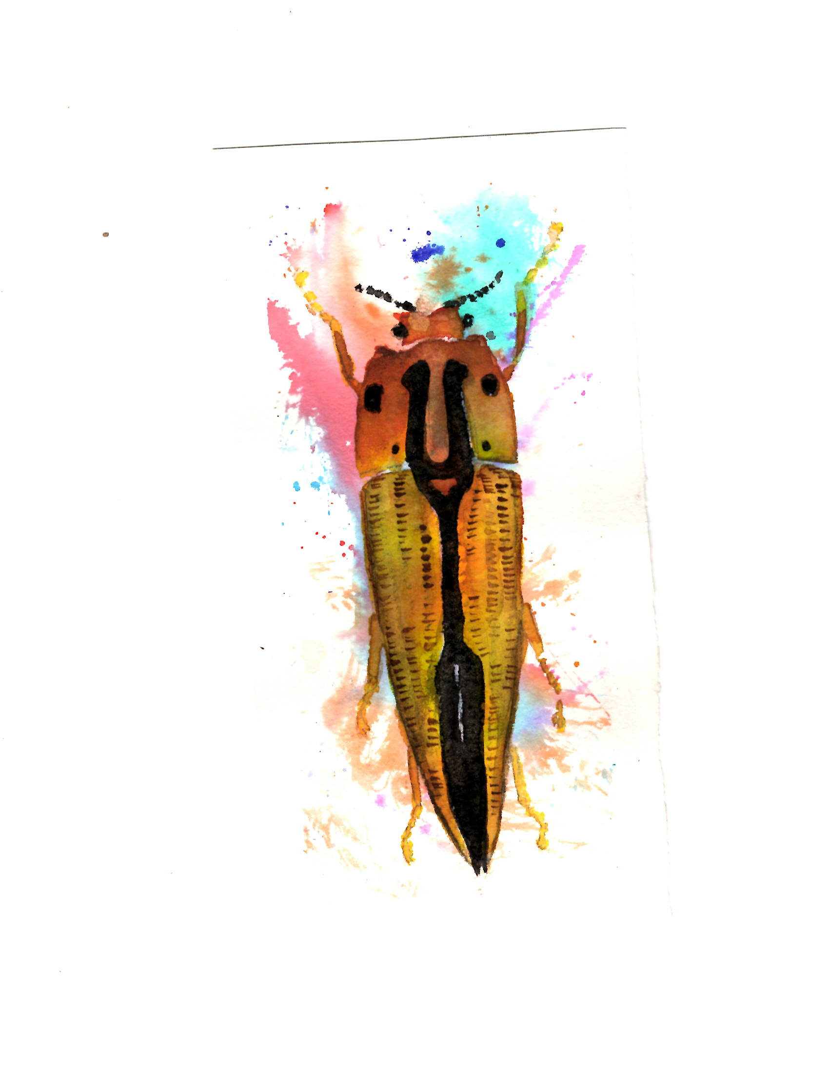 Long Beetle