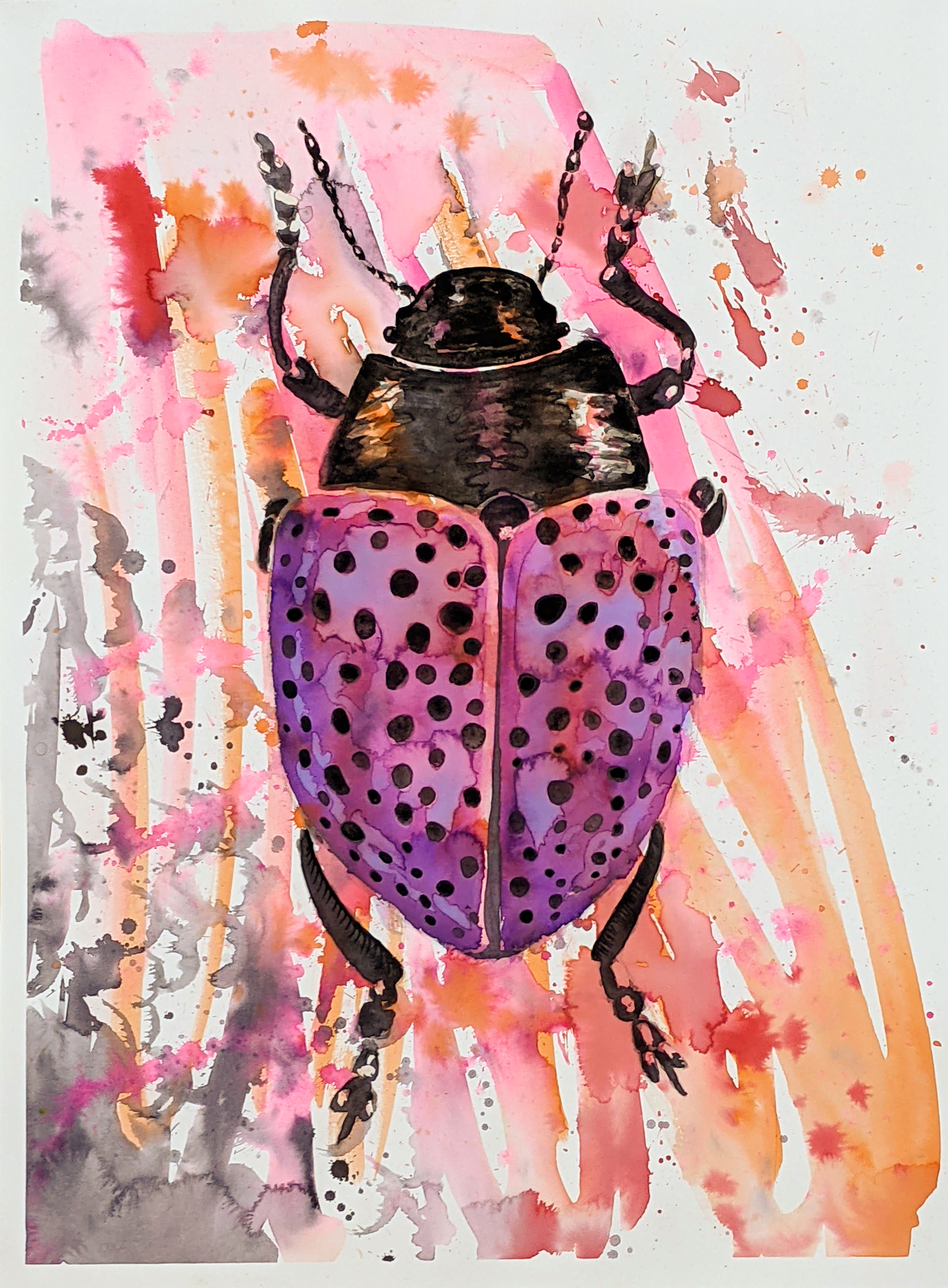 Purple Spotted Beetle
