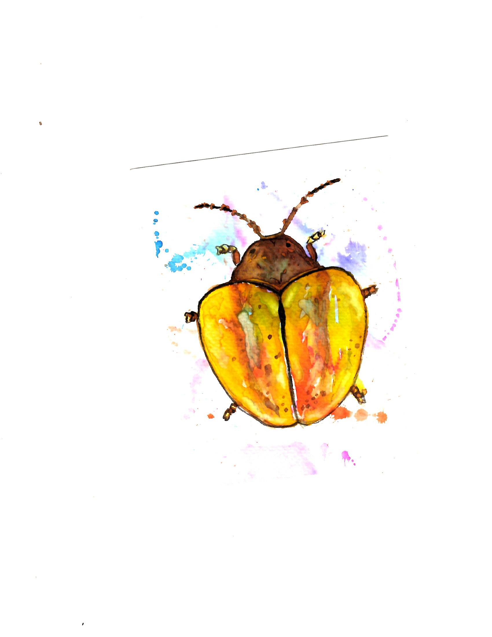 Yellow Tiny-leg Beetle